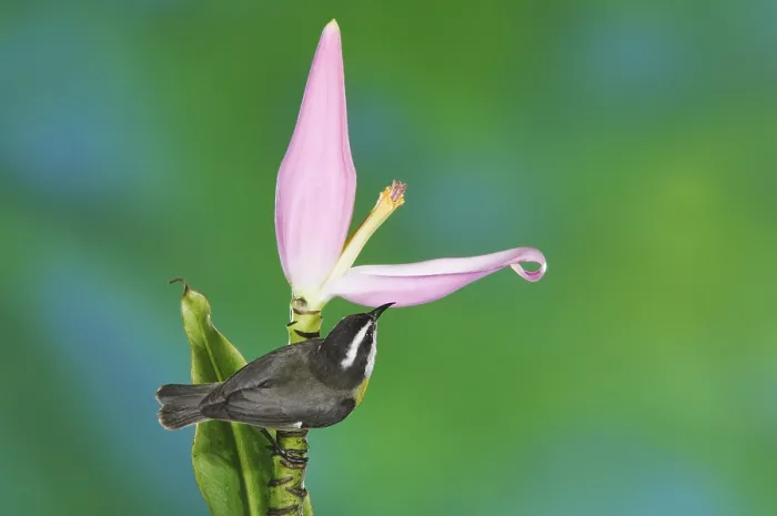 Framed Print : Bananaquit (Coereba flaveola), adult on Ornamental Banana plant flower (Musa velutina) Framed Print : Bananaquit (Coereba flaveola), adult on Ornamental Banana plant flower (Musa velutina)