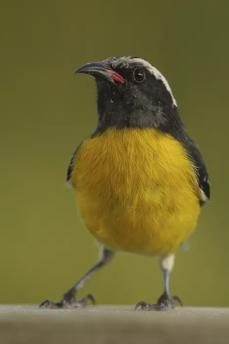 Framed Print : Bananaquit (Coereba flaveola), Antigua