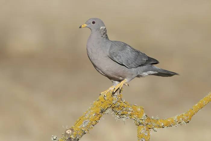 Framed Print : Band-tailed Pigeon (Patagioenas fasciata) Framed Print : Band-tailed Pigeon (Patagioenas fasciata)