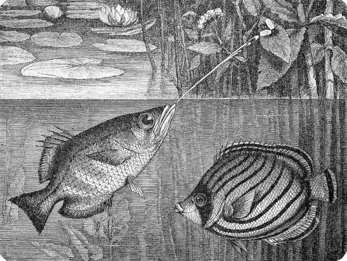 Framed Print : Banded archerfish and Scrawled Butterflyfish Framed Print : Banded archerfish and Scrawled Butterflyfish