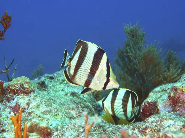 Framed Print : Banded butterflyfish (Chaetodon striatus)