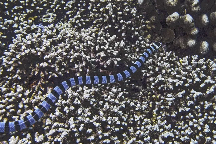 Framed Print : Banded colubrine sea krait (Laticauda colubrina)