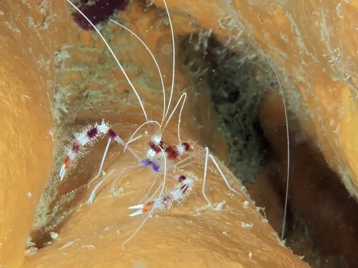 Framed Print : Banded coral shrimp (Stenopus hispidus)