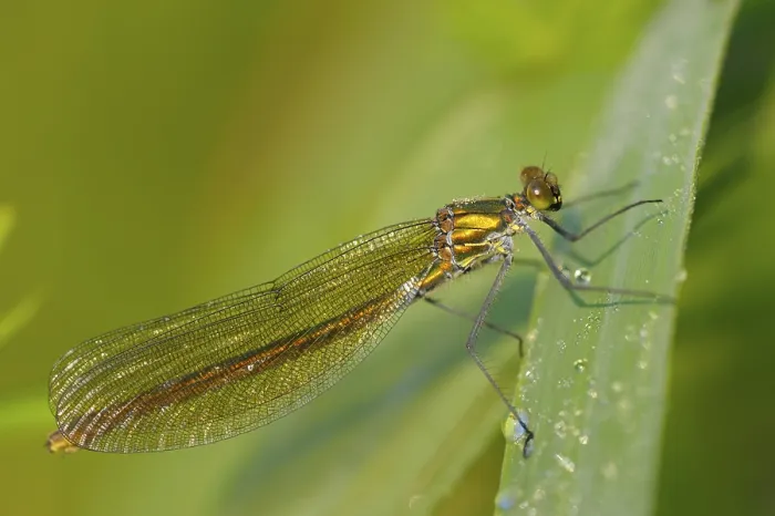 Framed Print : Banded damselfly, female, resting Framed Print : Banded damselfly, female, resting