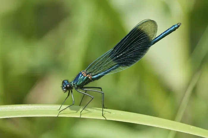 Framed Print : Banded Demoiselle (Calopteryx splendens)
