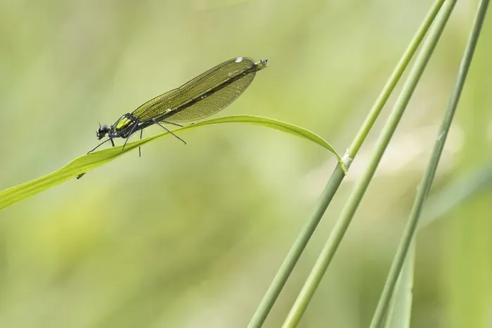 Framed Print : Banded demoiselle (calopteryx splendens)