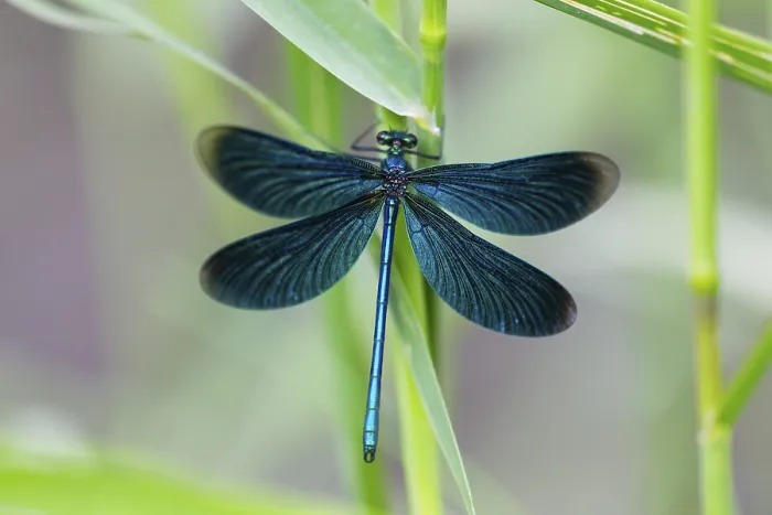 Framed Print : Banded Demoiselle (Calopteryx splendens)