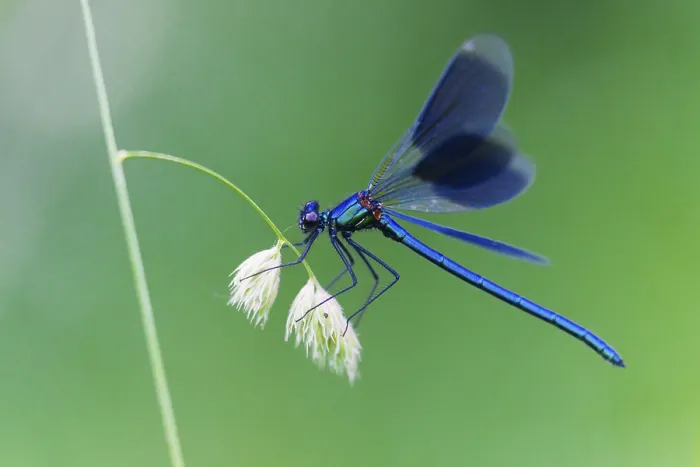 Framed Print : Banded Demoiselle (Calopteryx splendens) Framed Print : Banded Demoiselle (Calopteryx splendens)
