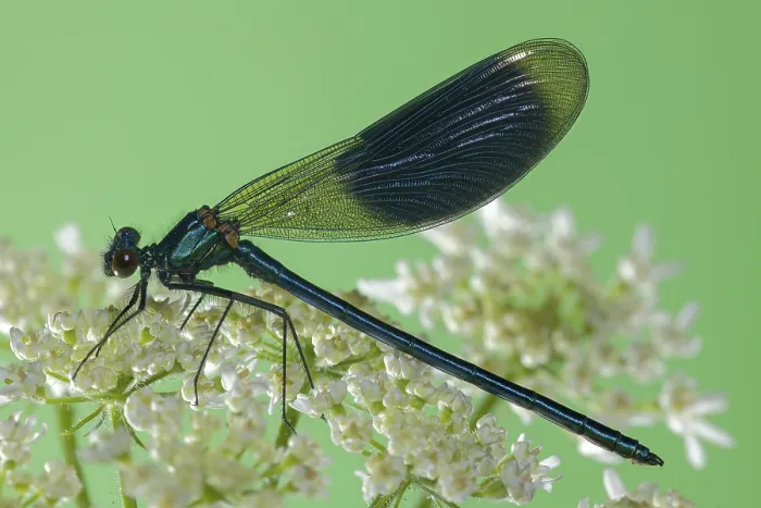 Framed Print : Banded demoiselle (Calopteryx splendens)