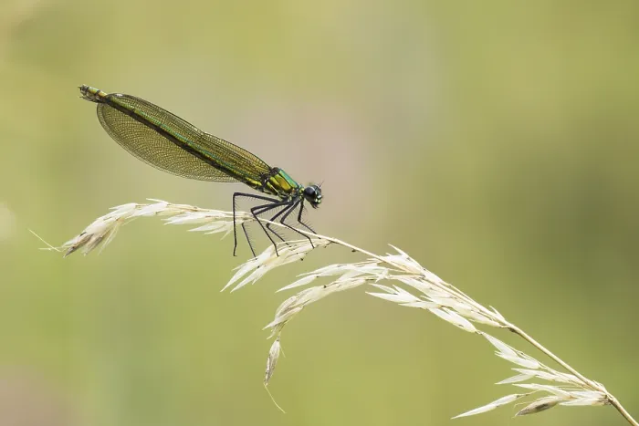 Framed Print : Banded demoiselle (calopteryx splendens)
