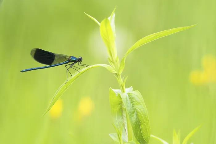 Framed Print : Banded demoiselle (calopteryx splendens)