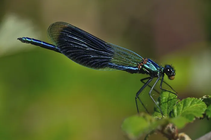 Framed Print : Banded Demoiselle (Calopteryx splendens) Framed Print : Banded Demoiselle (Calopteryx splendens)