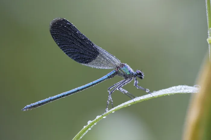 Framed Print : Banded Demoiselle (Calopteryx splendens) Framed Print : Banded Demoiselle (Calopteryx splendens)