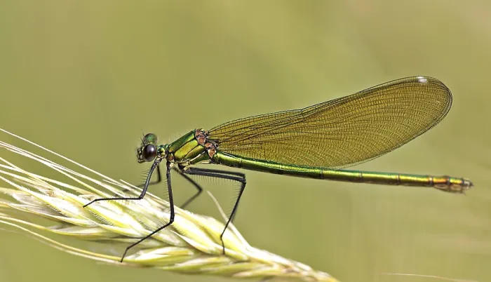 Framed Print : Banded demoiselle (Calopteryx splendens)