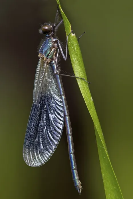 Framed Print : Banded demoiselle (Calopteryx splendens)