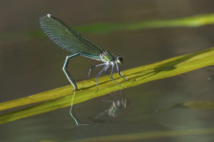 Framed Print : Banded demoiselle (Calopteryx splendens)