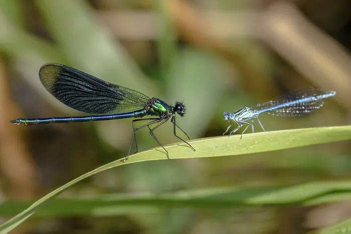 Framed Print : A Banded demoiselle (Calopteryx splendens) on the left and a White-legged damselfly (Platycnemis pennipes)