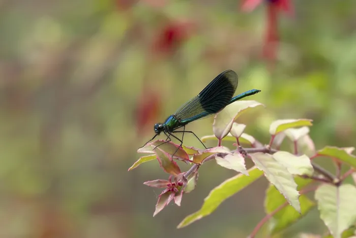 Framed Print : Banded demoiselle damselfly (Calopteryx splendens) adult male insect resting on a garden fuchsia flower in summer