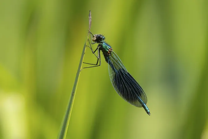 Framed Print : Banded demoiselle damselfly (Calopteryx splendens) adult male insect feeding on a small bug on a reed leaf in summer Framed Print : Banded demoiselle damselfly (Calopteryx splendens) adult male insect feeding on a small bug on a reed leaf in summer
