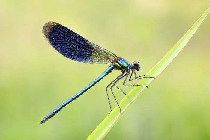 Framed Print : Banded Demoiselle on a leaf