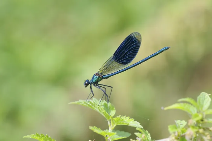 Framed Print : Banded dragonfly male, Calopteryx splendens