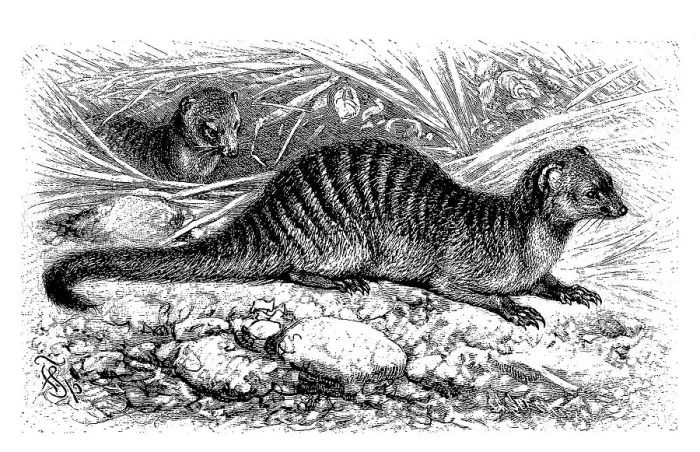 Framed Print : Banded mongoose (Mungos mungo) Framed Print : Banded mongoose (Mungos mungo)