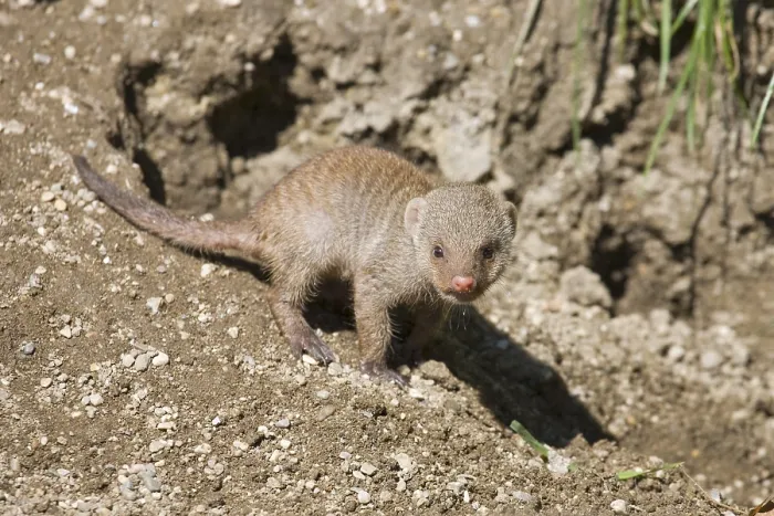 Framed Print : Banded Mongoose (Mungos mungo) at Hellbrunn Zoo