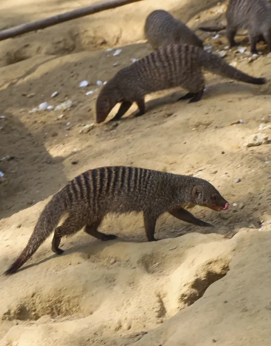 Framed Print : Banded mongoose as a Wild life animal walking on soil ground