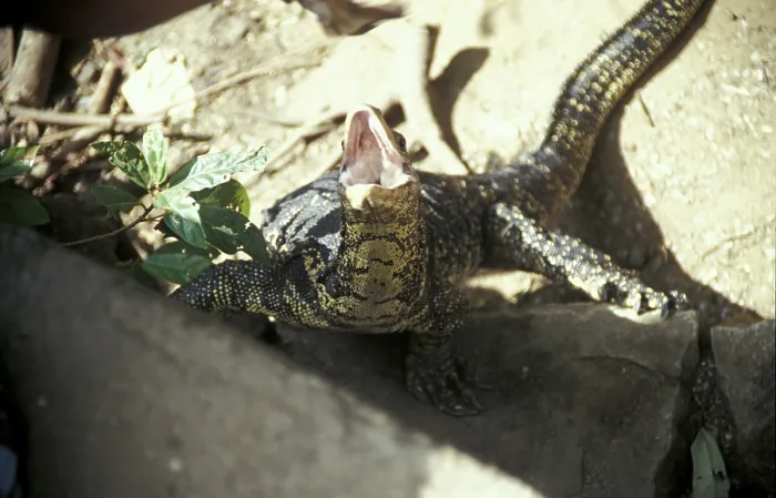 Framed Print : Banded monitor lizard (Varanus salvator)