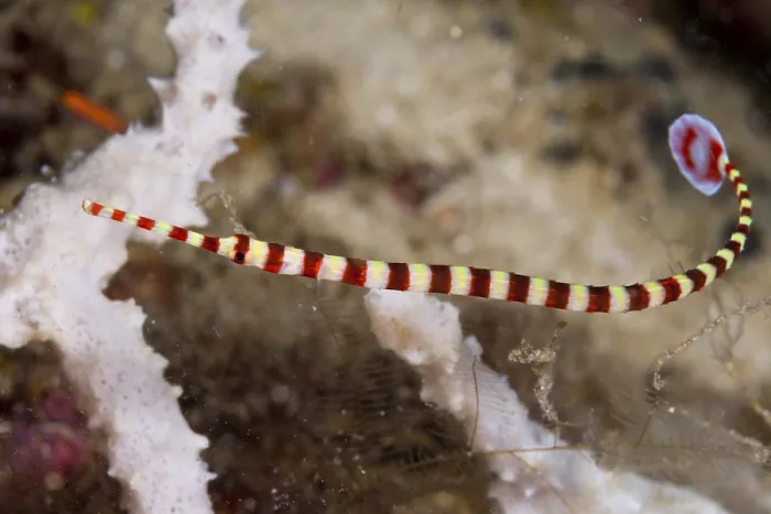 Framed Print : Banded Pipefish, Doryrhamphus dactyliophorus Framed Print : Banded Pipefish, Doryrhamphus dactyliophorus