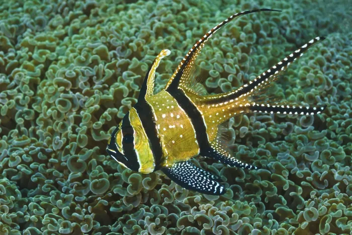 Framed Print : Banggai-Kardinalbarsch, Pterapogon kauderni Banggai Cardinal Fish