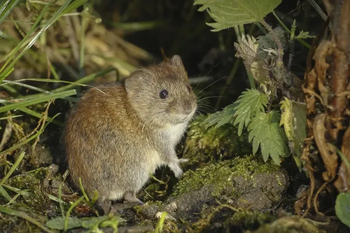 Framed Print : Bank Vole (Clethrionomys glareolus) adult