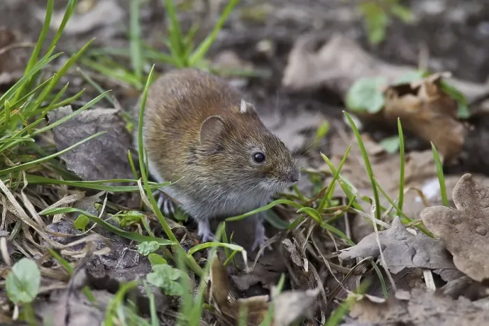Framed Print : Bank vole (Clethrionomys glareolus) Germany