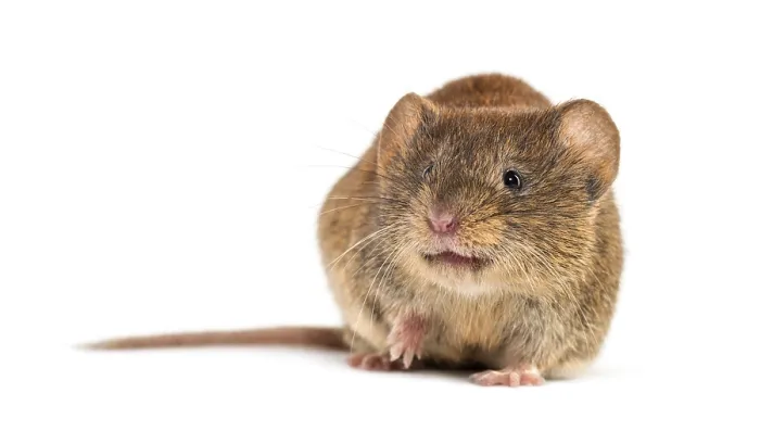 Framed Print : Bank vole, Myodes glareolus, formerly Clethrionomys glareolus