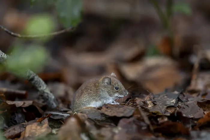 Framed Print : The bank vole (Myodes glareolus) rarely eats directly at the feeding site