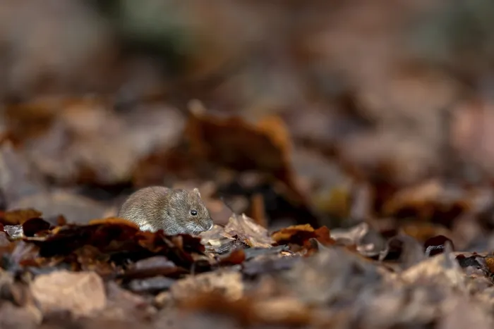 Framed Print : The bank vole (Myodes glareolus) with its reddish-brown fur is well camouflaged among the orange beech leaves Framed Print : The bank vole (Myodes glareolus) with its reddish-brown fur is well camouflaged among the orange beech leaves