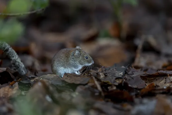 Framed Print : The bank vole (Myodes glareolus) waits motionless in the same place for a few seconds before scurrying off to feed
