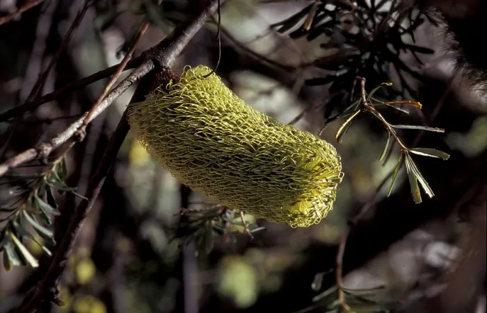 Framed Print : Banksia (Banksia sp.) Framed Print : Banksia (Banksia sp.)