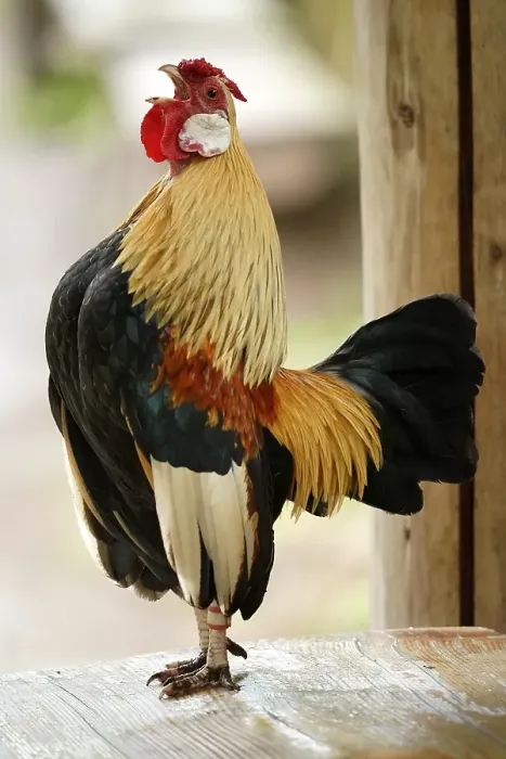 Framed Print : Bantam, bantam (Gallus gallus f)