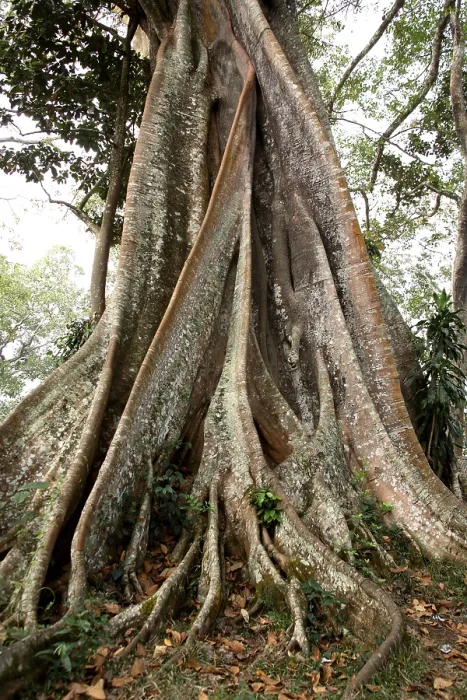Framed Print : Banyan tree Botanical name Ficus bengalensis