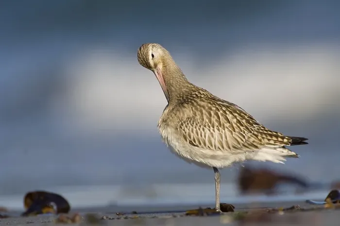 Framed Print : Bar-tailed godwit (Limosa lapponica)