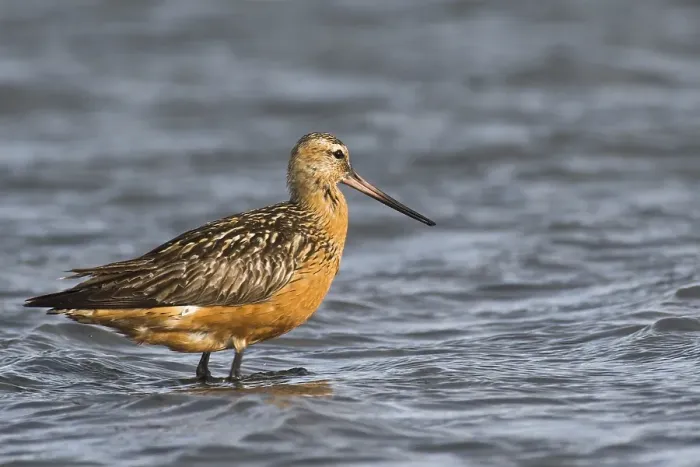 Framed Print : Bar-tailed Godwit (Limosa lapponica) Framed Print : Bar-tailed Godwit (Limosa lapponica)