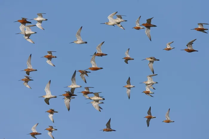 Framed Print : Bar-tailed Godwit (Limosa lapponica) flock flying Framed Print : Bar-tailed Godwit (Limosa lapponica) flock flying