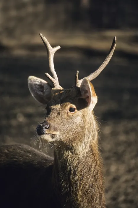 Framed Print : Barasingha (Cervus duvaceli), male, India, Asia