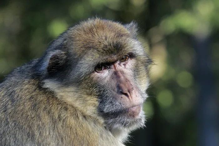 Framed Print : Barbary Ape - Barbary Macaque (Macaca sylvanus) Framed Print : Barbary Ape - Barbary Macaque (Macaca sylvanus)