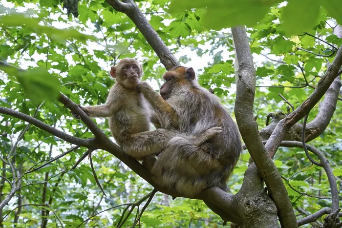 Framed Print : Barbary apes macaca sylvanus macaque monkeys outdoor