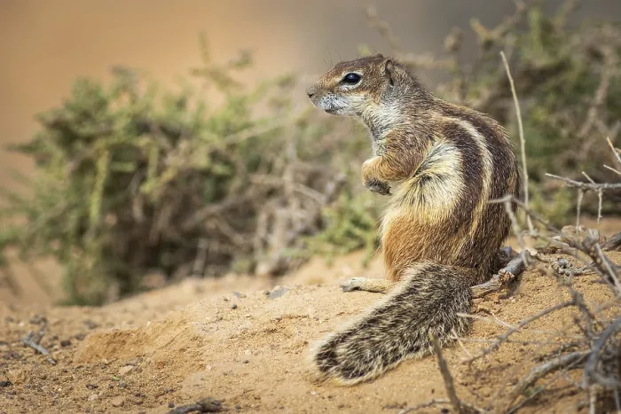 Framed Print : Barbary ground squirrel (Atlantoxerus getulus) in Fuerteventura Spain