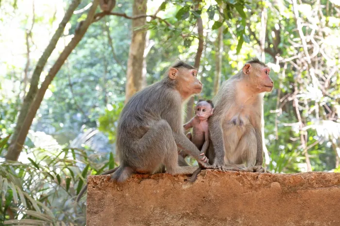 Framed Print : Barbary macaque ape, rhesus monkey family with baby
