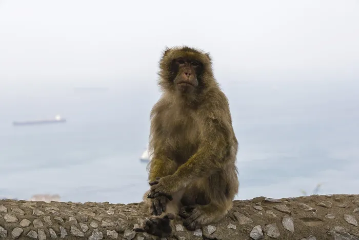 Framed Print : Barbary macaque, Barbary ape or rock ape (Macaca sylvanus) against Gibraltar with its harbour and Bay of Gibraltar Framed Print : Barbary macaque, Barbary ape or rock ape (Macaca sylvanus) against Gibraltar with its harbour and Bay of Gibraltar