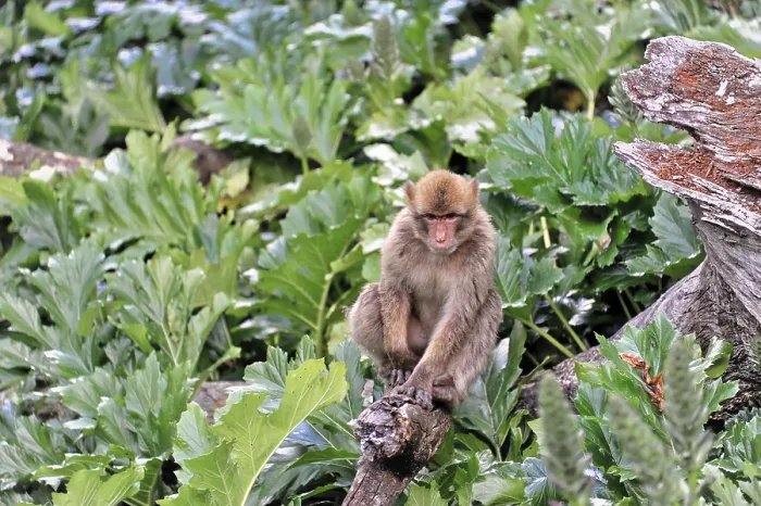 Framed Print : Barbary macaque (macaca) sylvana Framed Print : Barbary macaque (macaca) sylvana